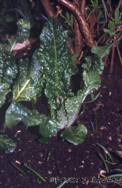 Mandragora officinarum