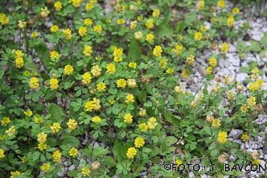 Medicago lupulina