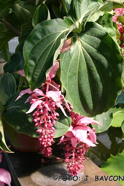 Medinilla magnifica