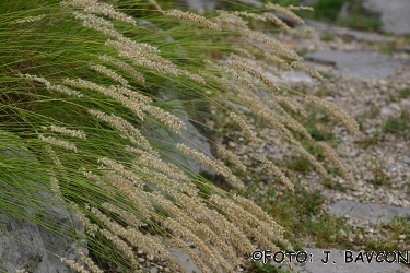 Melica ciliata