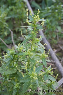 Mercurialis annua