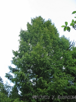 Metasequoia glyptostroboides