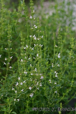 Micromeria thymifolia