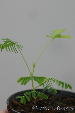 Mimosa pudica