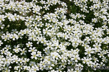 Minuartia laricifolia