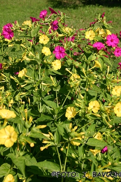 Mirabilis jalapa