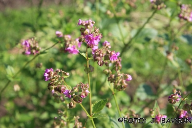 Mirabilis nyctaginea