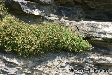 Moehringia villosa