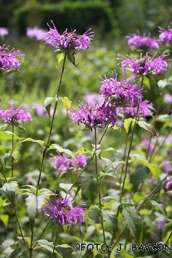 Monarda didyma