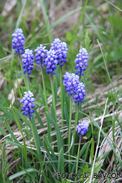 Muscari botryoides