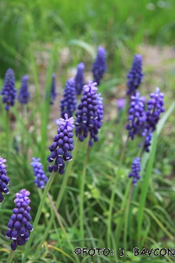 Muscari neglectum