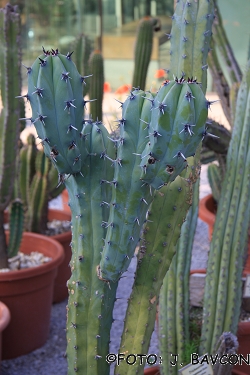 Myrtillocactus geometrizans