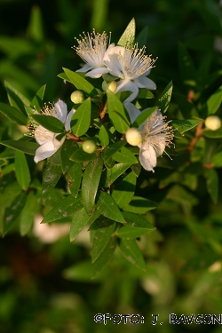 Myrtus communis