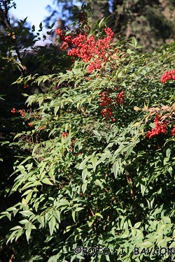 Nandina domestica