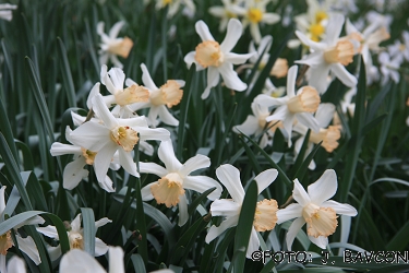 Narcissus bicolor