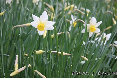 Narcissus x barii