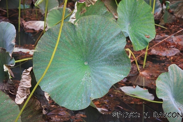 Nelumbo nucifera