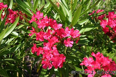 Nerium oleander