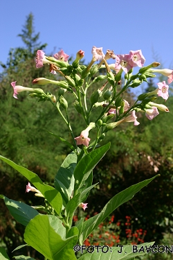 Nicotiana tabacum