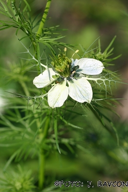 Nigella damascena