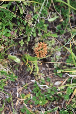 Nigritella lithopolitanica