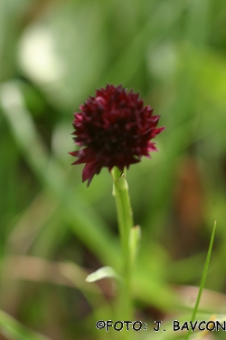 Nigritella rhellicani