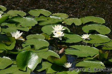 Nymphaea alba