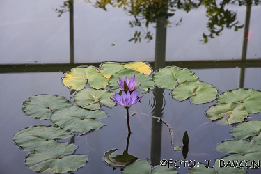 Nymphaea sp. 'King of the Blues'