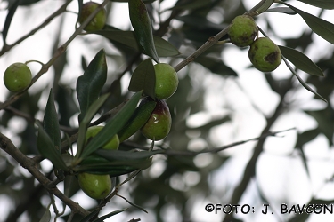 Olea europaea