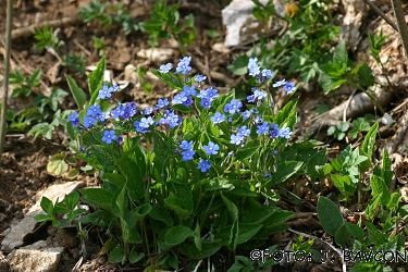 Omphalodes verna