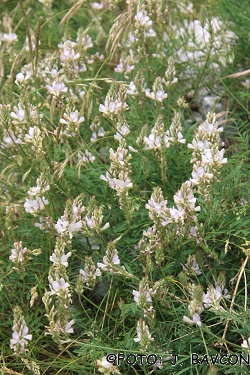 Onobrychis alba