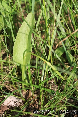 Ophioglossum vulgatum