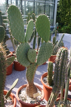 Opuntia robusta