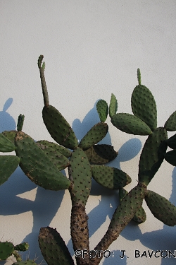 Opuntia tomentosa