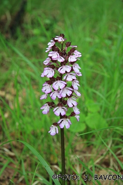 Orchis purpurea