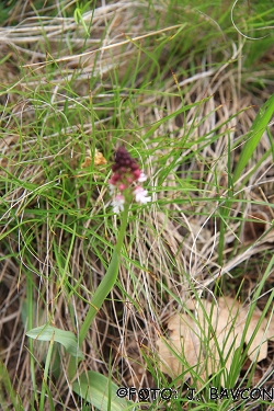 Orchis ustulata