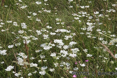 Orlaya grandiflora