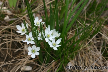 Ornithogalum umbellatum