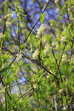 Osmaronia cerasiformis