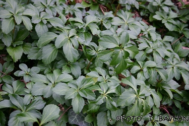 Pachysandra terminalis