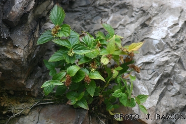 Paederota lutea