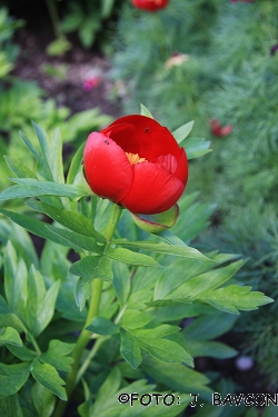 Paeonia daurica