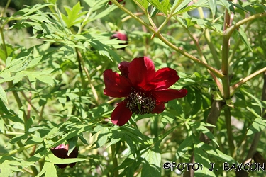 Paeonia delavayi