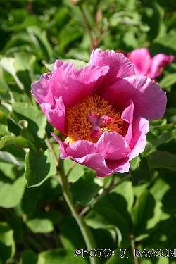 Paeonia kavachensis