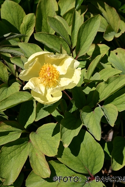 Paeonia mlokosewitschii