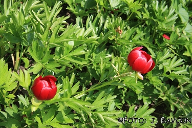 Paeonia peregrina