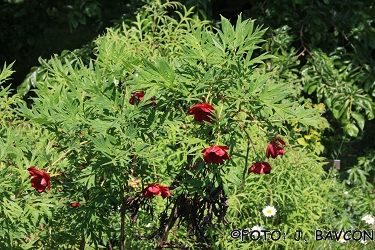 Paeonia potaninii