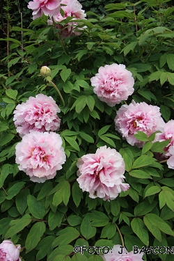 Paeonia suffruticosa