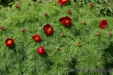 Paeonia tenuifolia