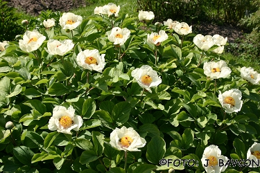 Paeonia wittmanniana